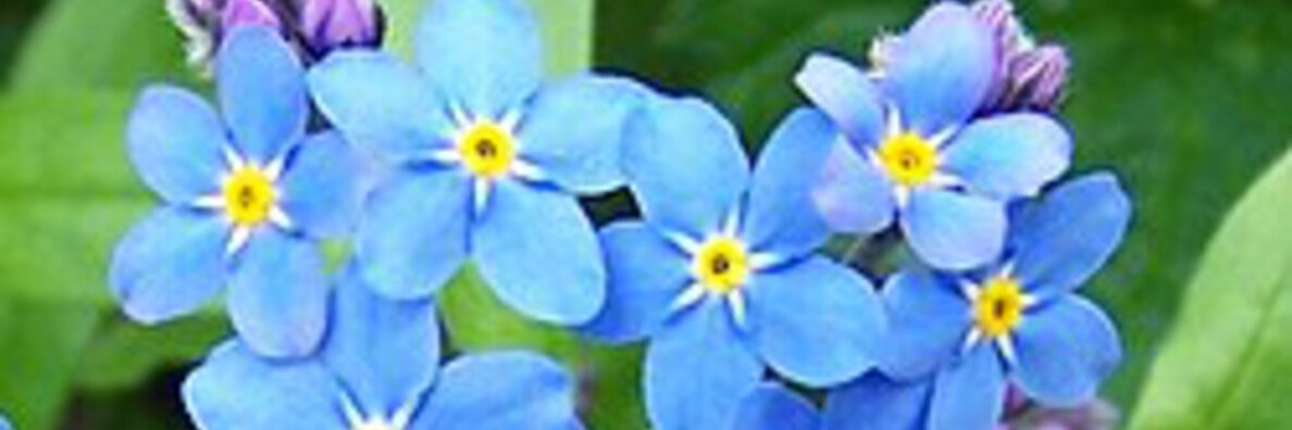 kanashiimi06's profile banner image