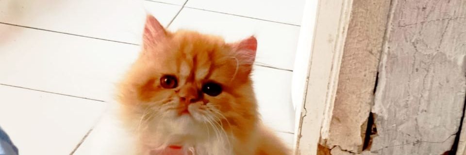 Leman Eman banner