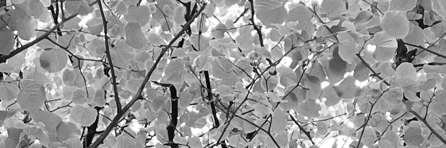 sara🔻🌺 banner