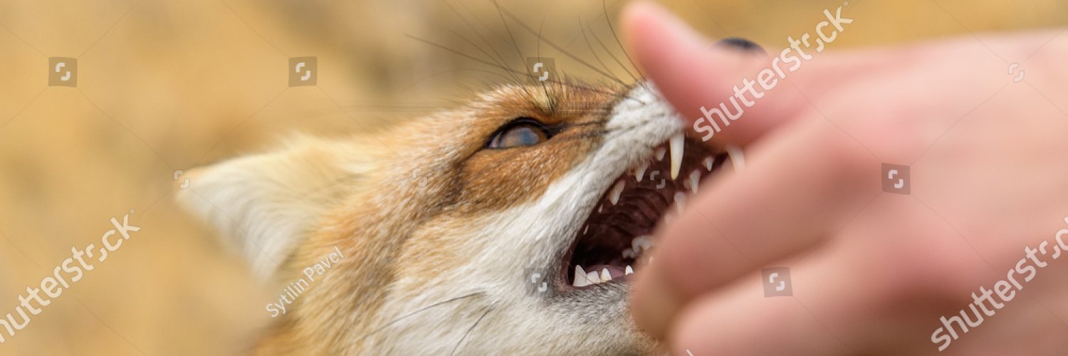 fox_bites's profile banner image