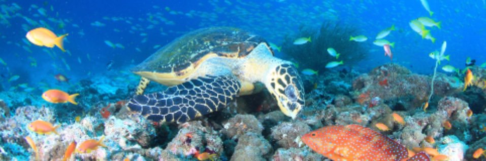 スカイフィッシュ banner