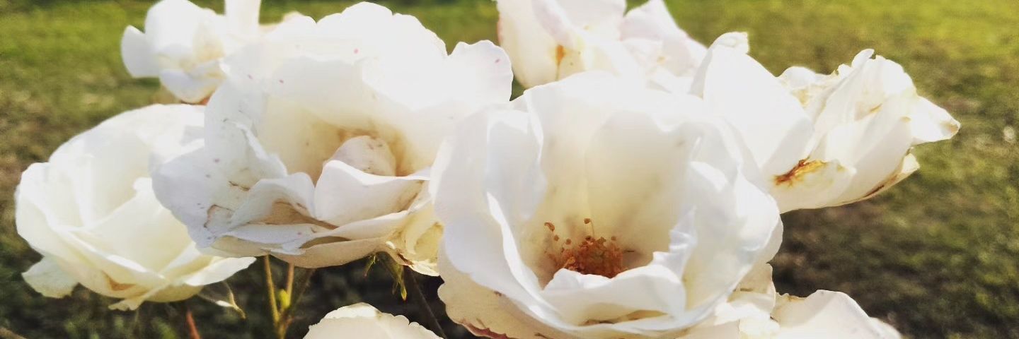ymartera's profile banner image