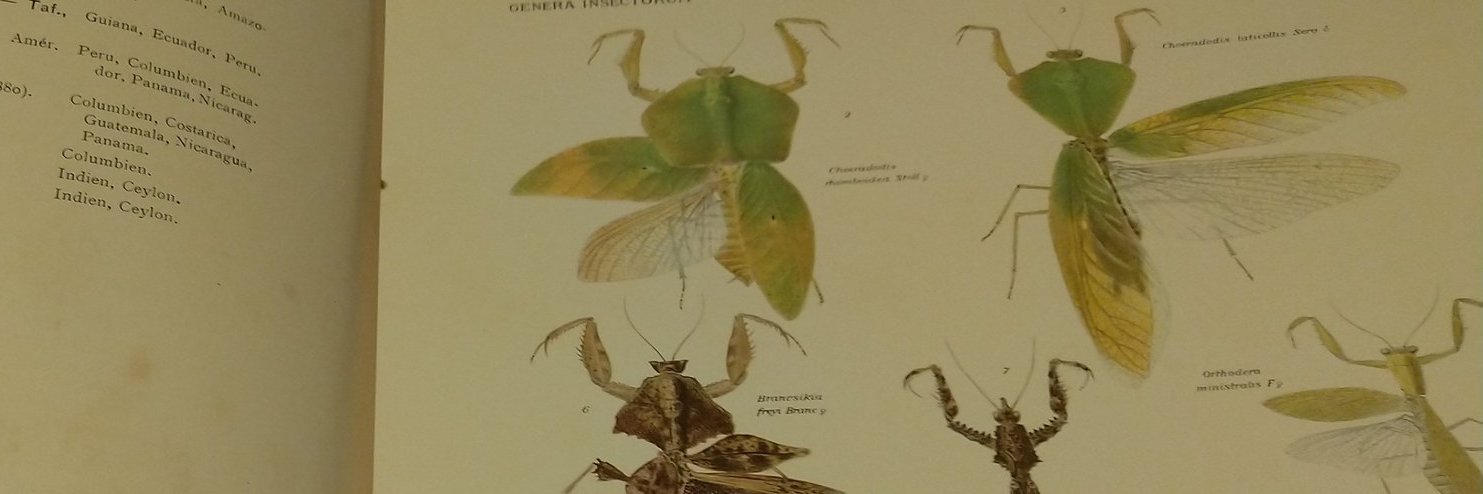 Atmantis's profile banner image