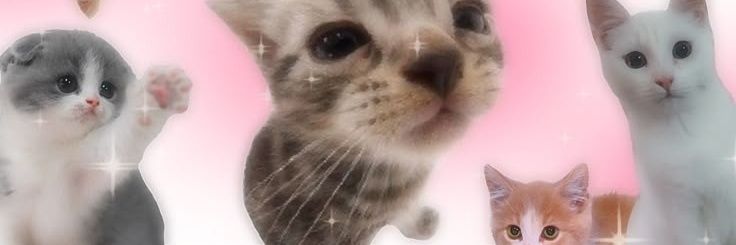 🩷 banner