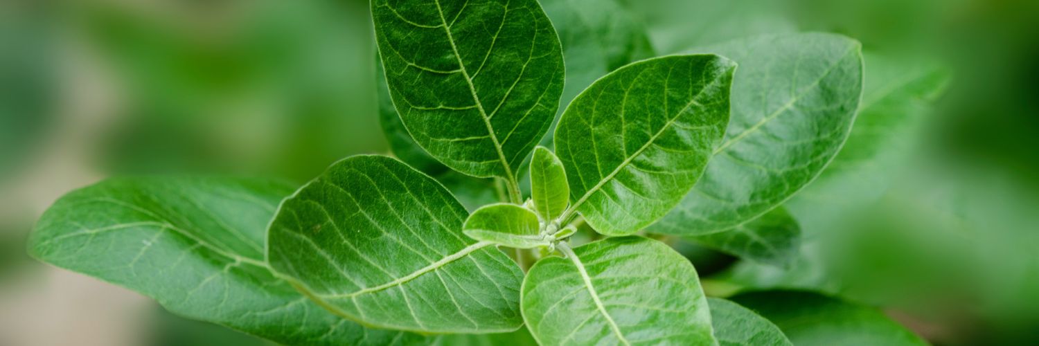 Nature's Laboratory banner