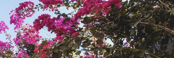 MsSomyaSingh Profile Banner