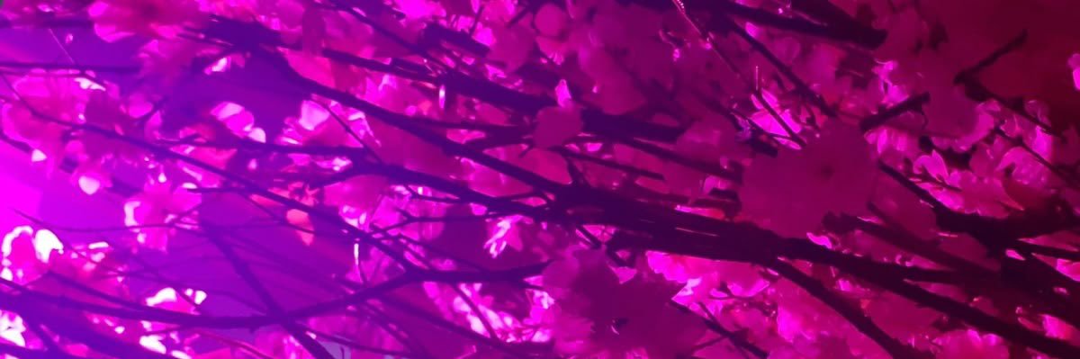 ⋆ veil / ravi banner