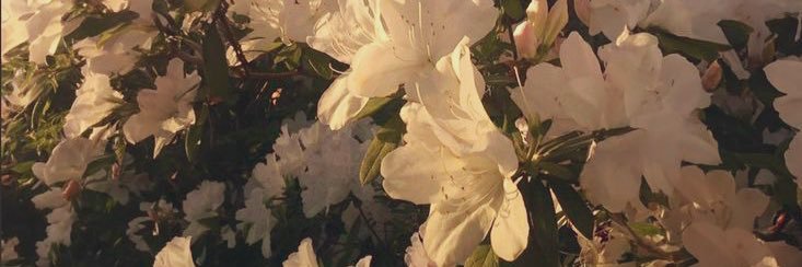 Shahad🎀 banner
