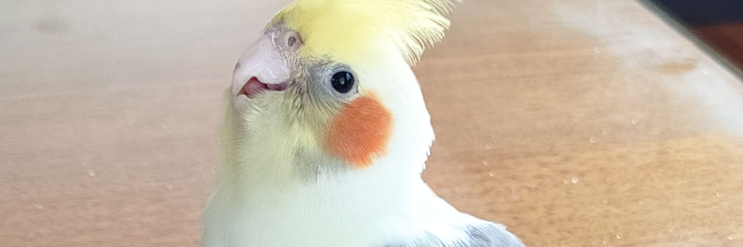 Hoshiko💫Kobayashi banner