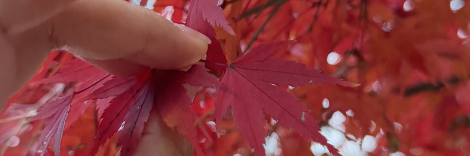 nicxbojas's profile banner image