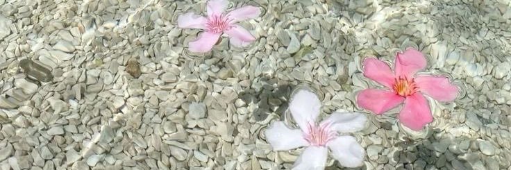Lᥫ᭡ banner