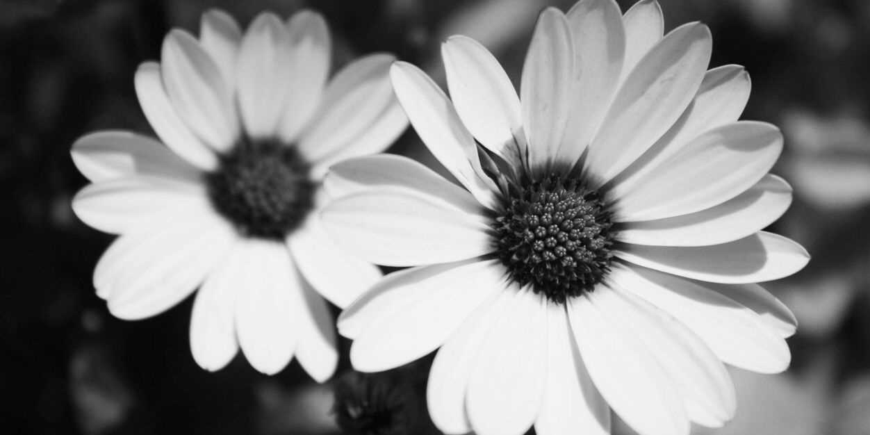 Bule_Rumpi's profile banner image