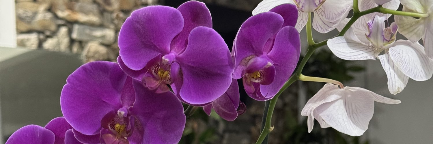 deisycamposr's profile banner image