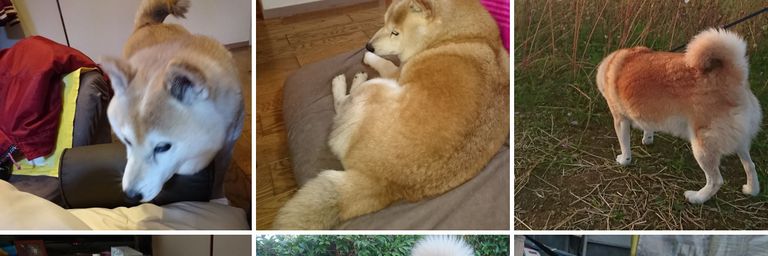 犬うめ banner
