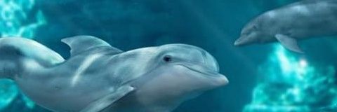 🐈Alexis🐬 banner
