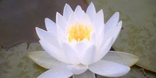 diLa_Rais's profile banner image