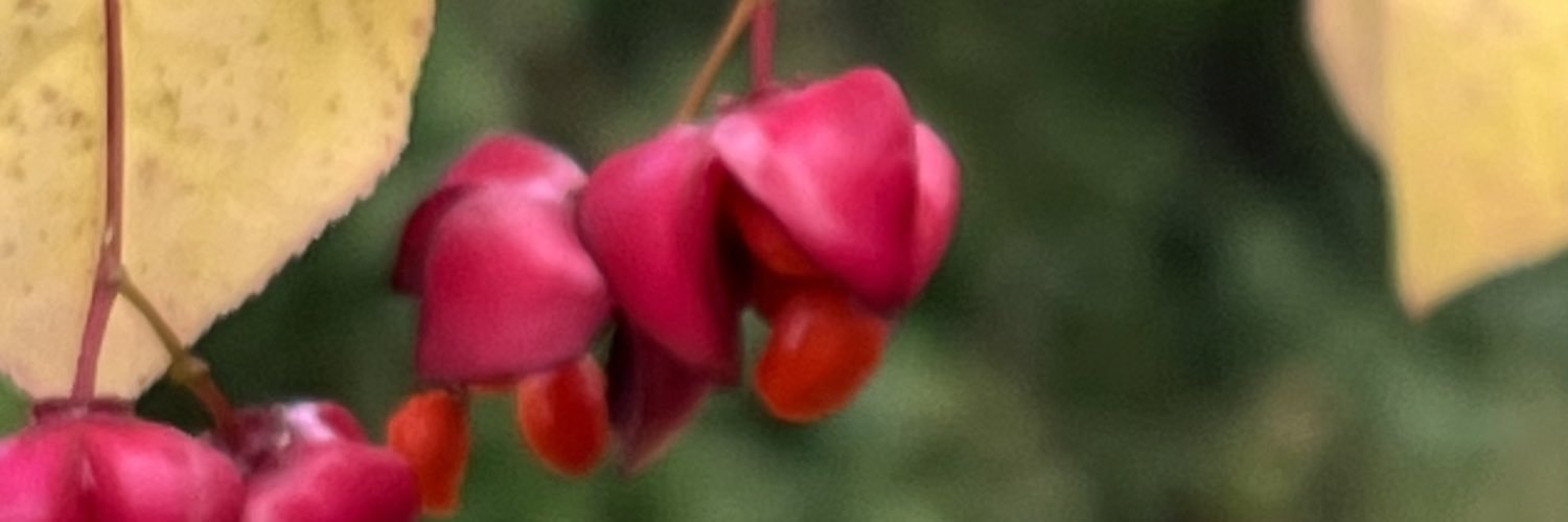 Shameli_Y's profile banner image
