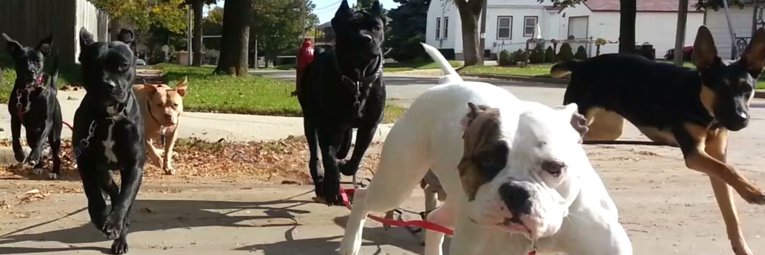 Steven Dickerson banner