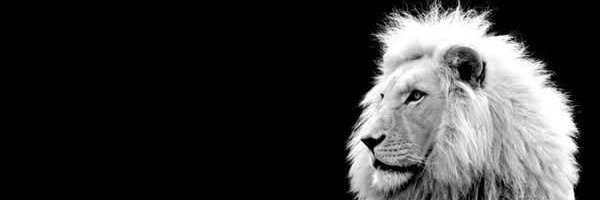 leobonald's profile banner image