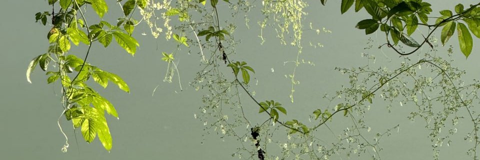 denidesya's profile banner image