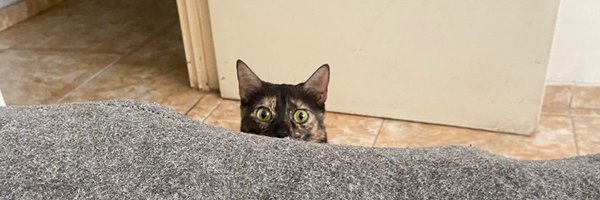 toxcynart Profile Banner