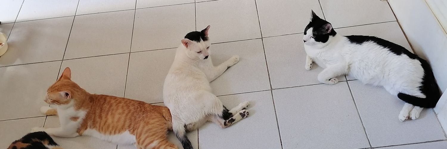 ToffeeMendi's profile banner image