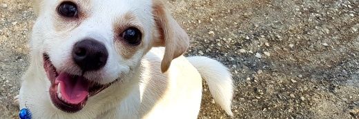 GEM| Elen_Cho banner