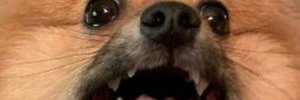 CMD banner