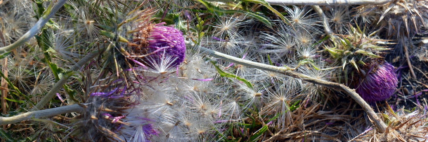 Lynda Bullock banner