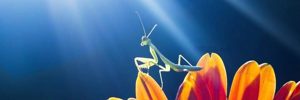 Dekill_☮️🥝Momo banner