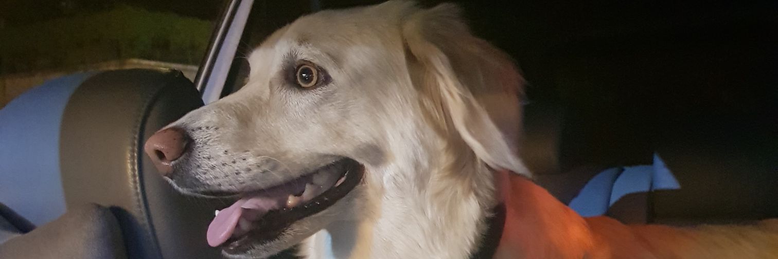 elifsumer's profile banner image