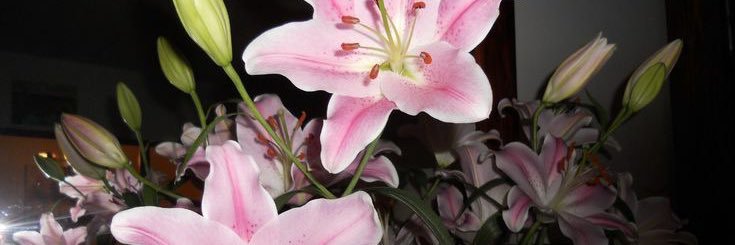 pinknluv's profile banner image
