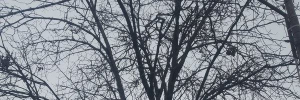 Zupee6 Profile Banner