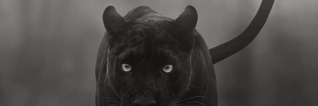TeeGivs's profile banner image