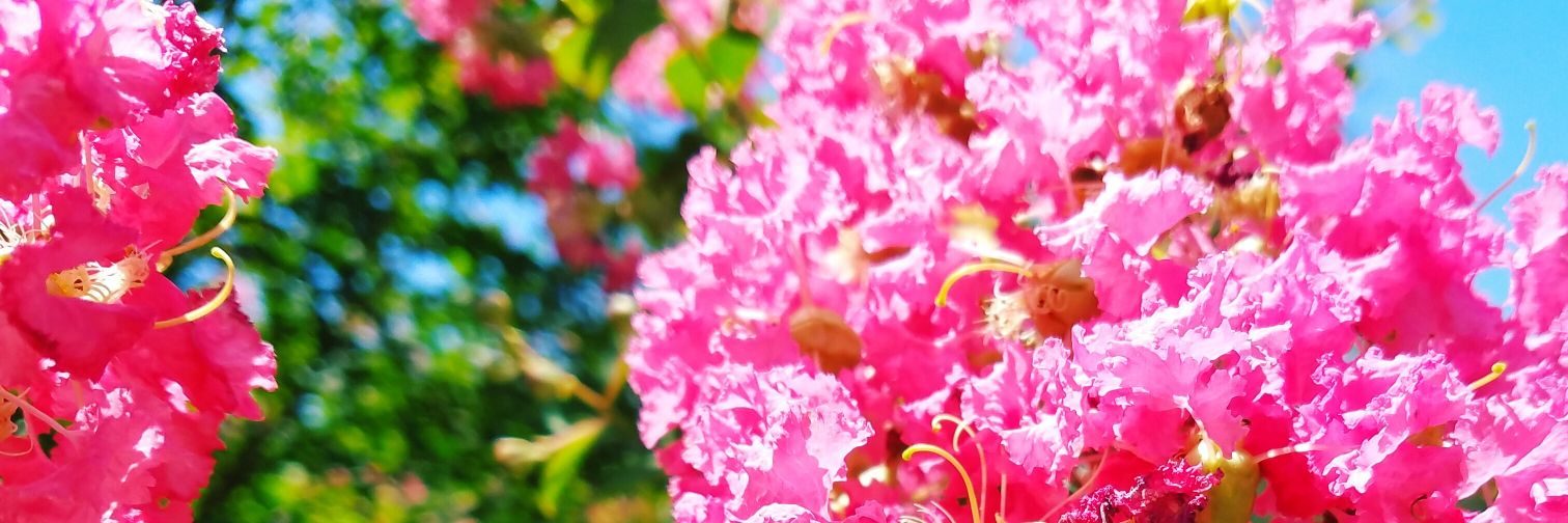 maori_na's profile banner image
