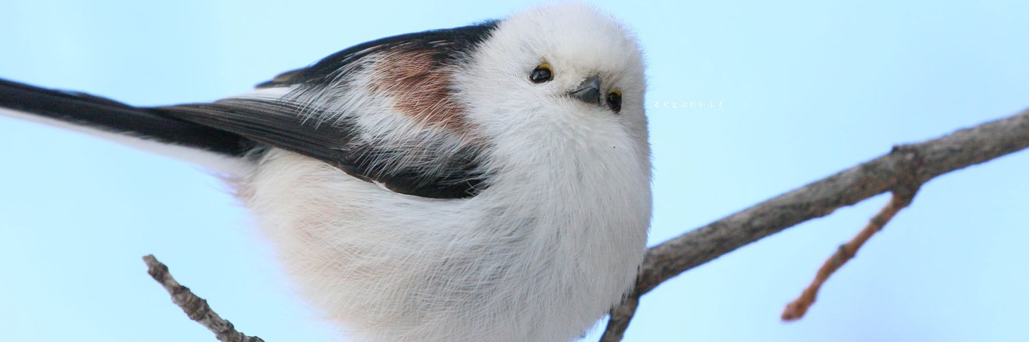 wooper, friend of all banner