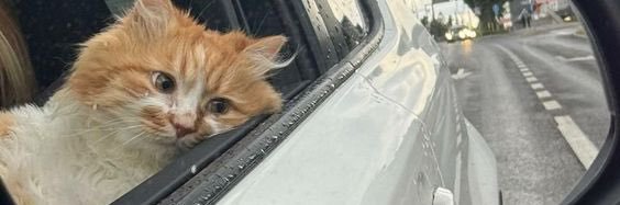 its_elaw's profile banner image
