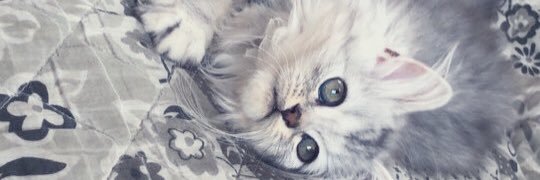 SuzuranM's profile banner image