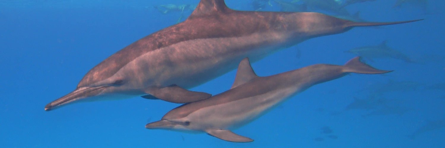 Michael Sölkner banner