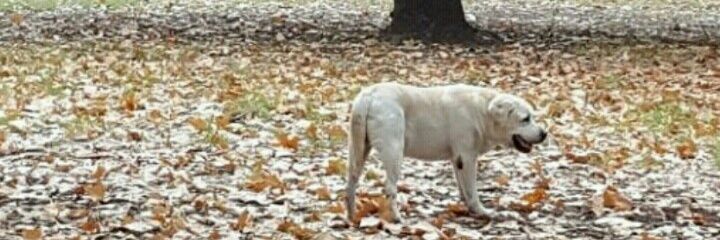 Chablislabrador's profile banner image