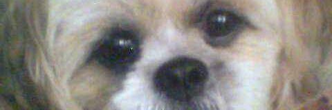 gkolfomitsos's profile banner image