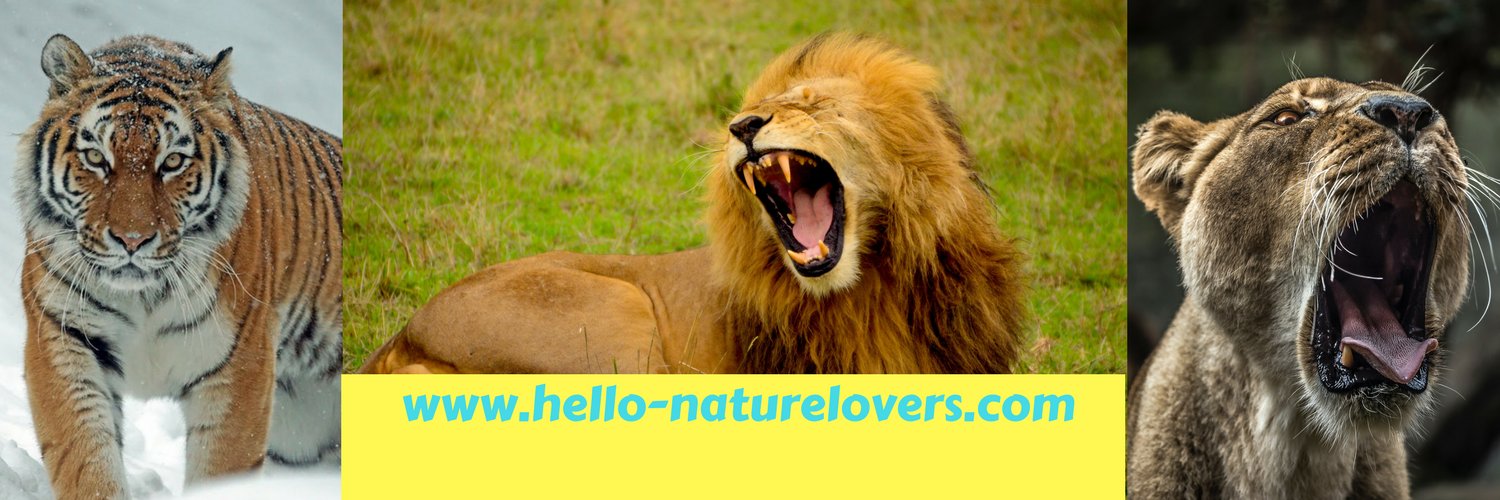 LearNovaEduc's profile banner image