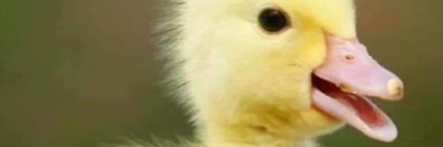 hasanbasol16's profile banner image