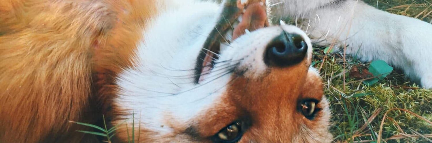 fensterzu's profile banner image
