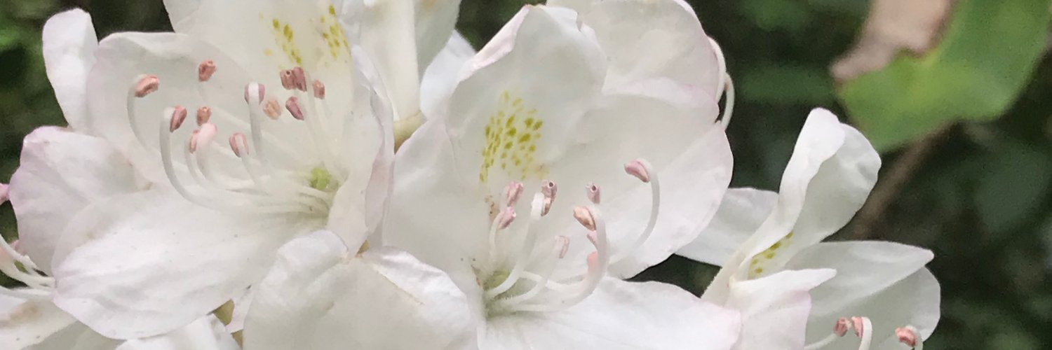 McIntosh - Satoshi's Plebs Podcast banner