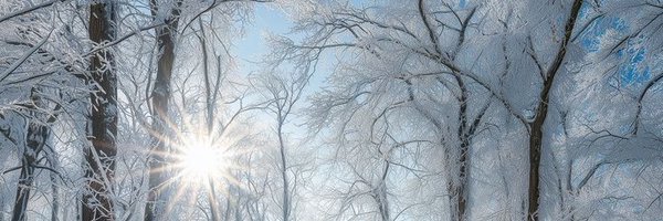 DorothyStangle Profile Banner