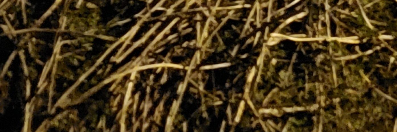 Norman Cornblooth banner