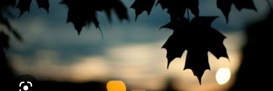 Wiliblack banner