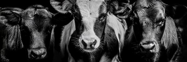 dairy_truth Profile Banner