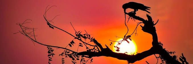 NP37532822's profile banner image